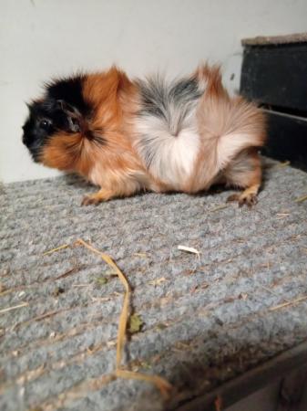 Image 2 of Pure Bred Guinea Pigs For Sale
