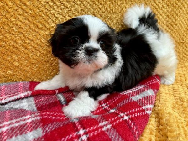 Image 7 of ABSOLUTELY ADORABLE SHIHTZU PUPPIES