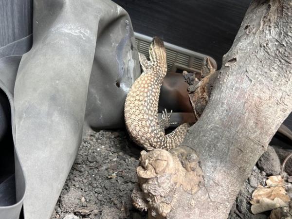 Image 3 of Female Ackie monitor for sale