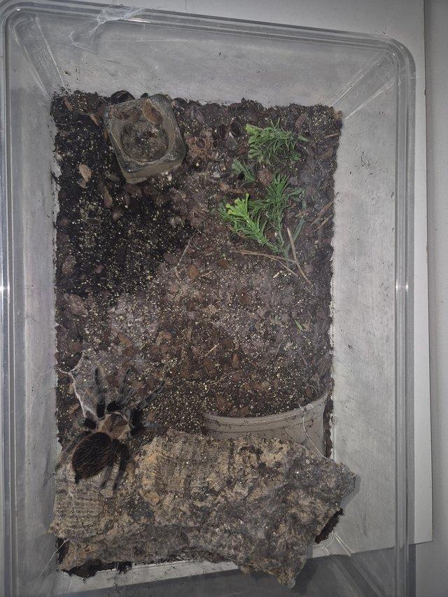 Mexican rose gray tarantula — photo 3 of 4