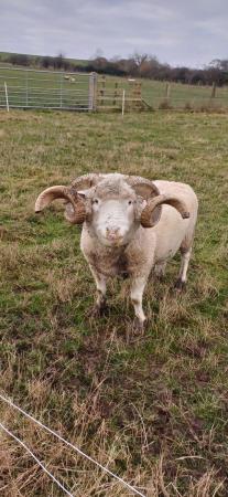 Image 2 of Breeding Dorset rams 2 available horned