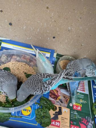 Image 2 of Baby budgies ready now right age to hand tame