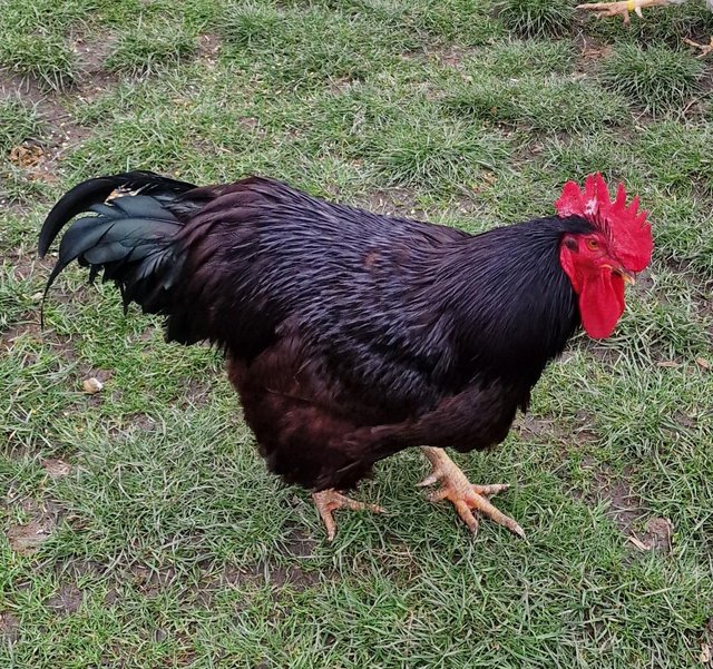 Preview of the first image of Rhode island red cockerel.