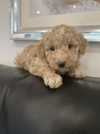 Image 5 of Stunning Maltipoo Puppies for sale