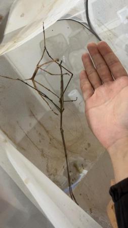 Image 3 of Giant stick insects (Tirachoidea jianfenglingensis) nymphs