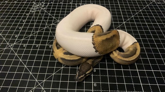 Image 5 of 2023 Male Ghi Pied (leopard) Ball Python Royal Snake