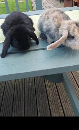 Image 10 of Gorgeous French Lop Baby Rabbits