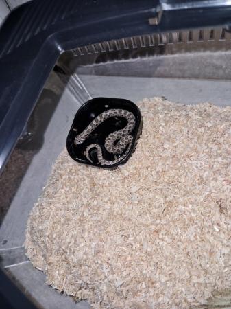 Image 6 of 6 month old western hognose snake for sale.