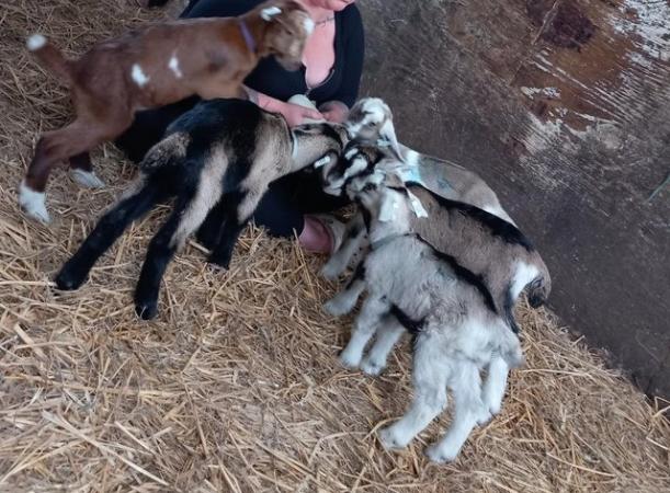Image 2 of 6 Baby goats looking for new homes