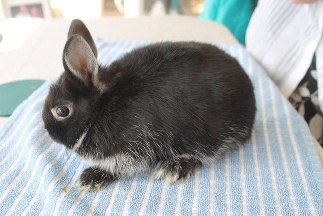 Preview of the first image of STUNNING NETHERLAND DWARFS, JUST ONE BABY LEFT, dob 3.3.24.