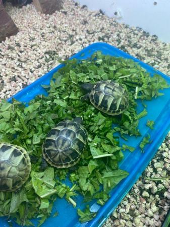 Image 2 of Hatchling Hermann baby tortoises