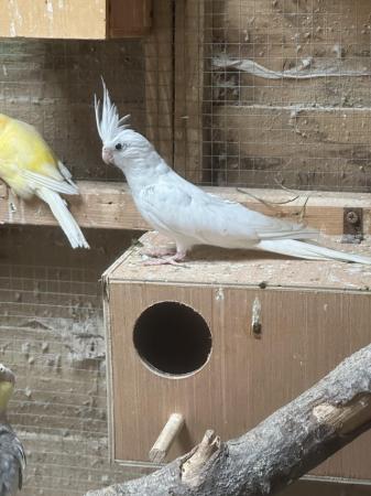 Image 2 of Beautiful male cockatiel for sale