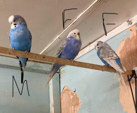Image 9 of Budgies for sale, this years young