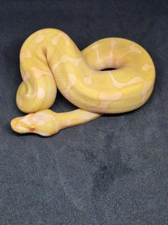 Image 3 of Various ball python available