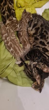 Image 11 of Stunning Bengal kittens ready for a loving new home