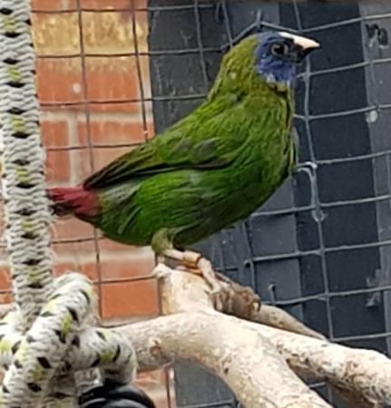 Parrot finches for sale For Sale in Waterlooville, Hampshire | Preloved