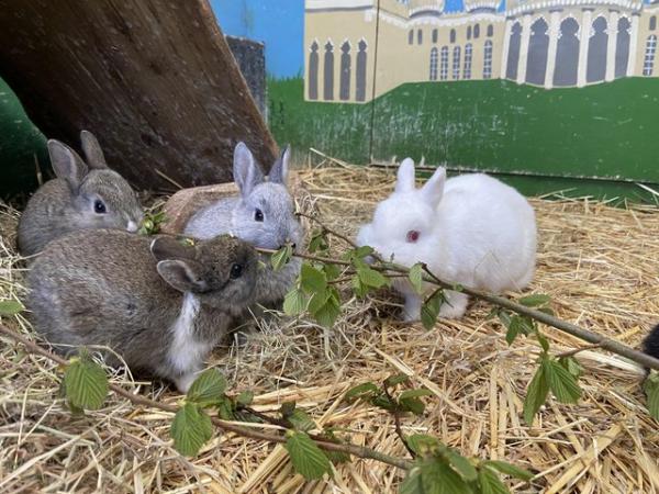 Image 1 of Netherland Dwarf x Dutch rabbits