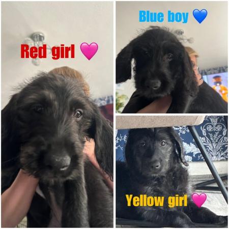 Image 1 of Labradoodle F1B puppies REDUCED 3 LEFT