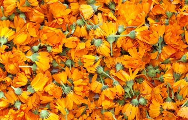 Image 3 of Wholesale of Calendula from the manufacturer