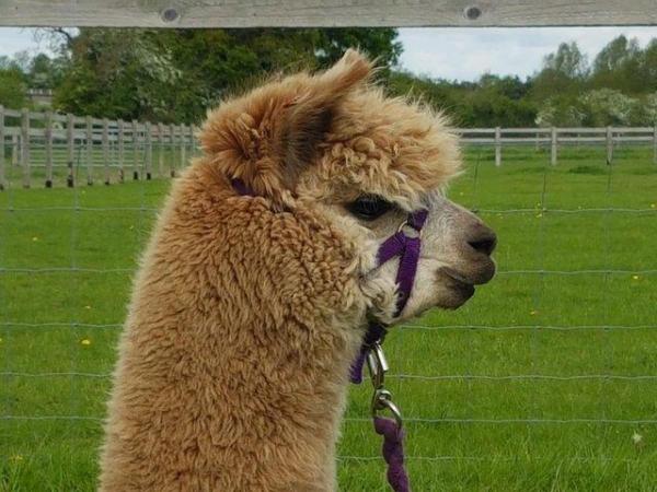 Image 3 of ALPACA STUNNING BAS QUALITY MALE READY TO MEET THE FEMALES