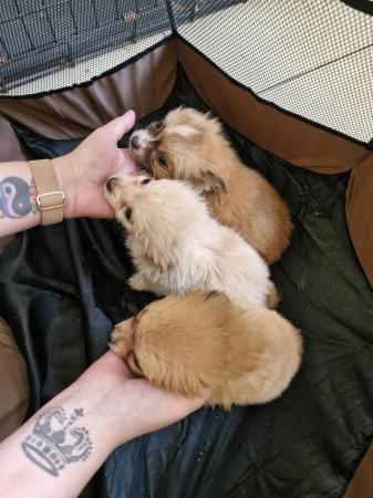 Image 8 of 3x Male Pomchi Puppies for Sale!