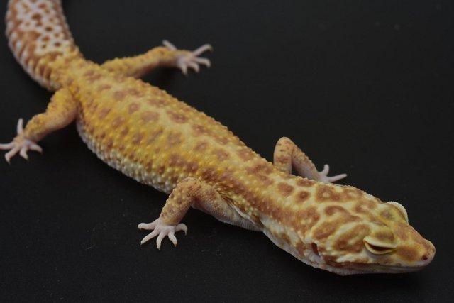 Image 10 of 1.4 Bold Bell Albino leopard Gecko group