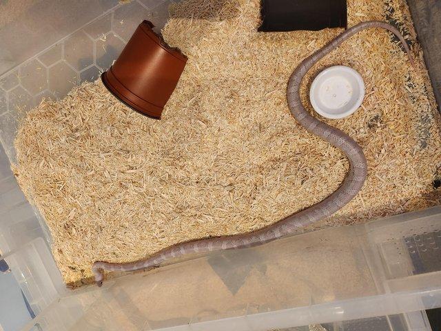 Preview of the first image of Corn snake for sale £60.