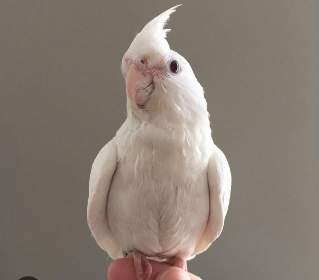 Preview of the first image of Pure white semi tame cockteil.