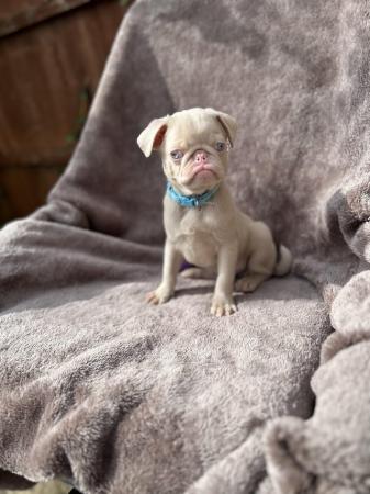 Image 1 of 4 KC pug puppies left! All ready to leave