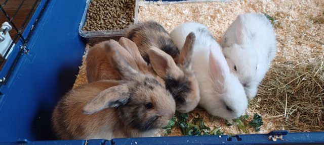 Image 3 of 7.5 weeks mini lop bunnies