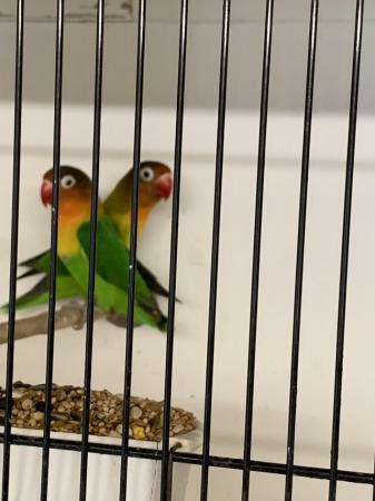 Image 4 of Pair Lovebirds Fischer with cage
