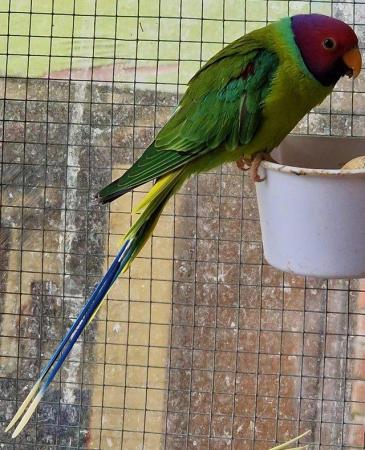 Image 3 of Young Male plumhead parakeet