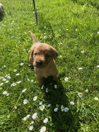 Image 1 of Red and blonde labrador puppies for sale!