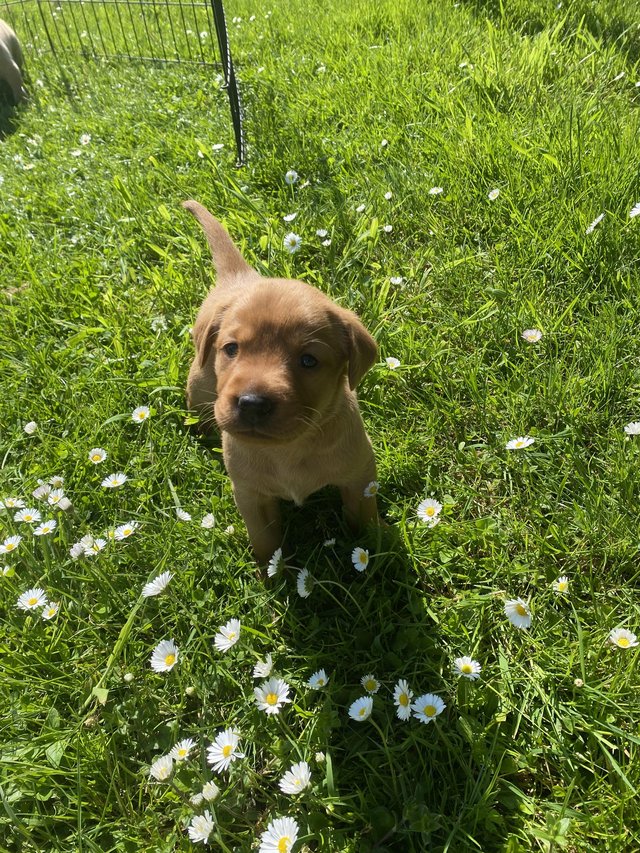 Preview of the first image of Red and blonde labrador puppies for sale!.