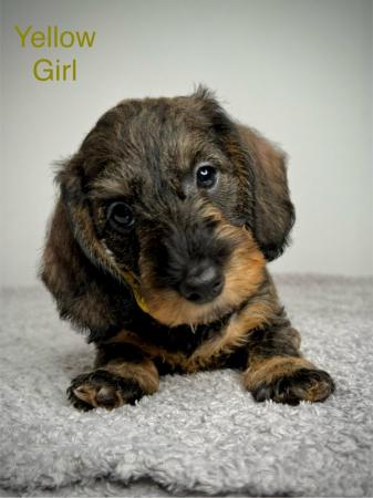 Image 7 of Miniature Dachshund Puppies KC Registered