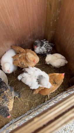 Image 2 of 7 week old chicks £6 each