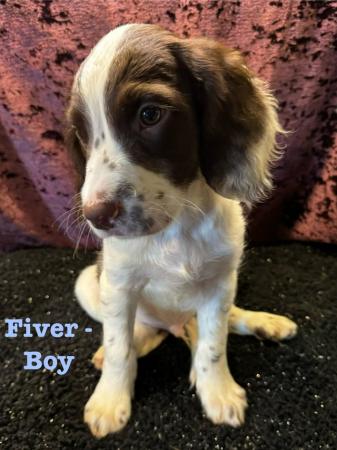 Image 39 of READY NOW Fabulous English springer puppies