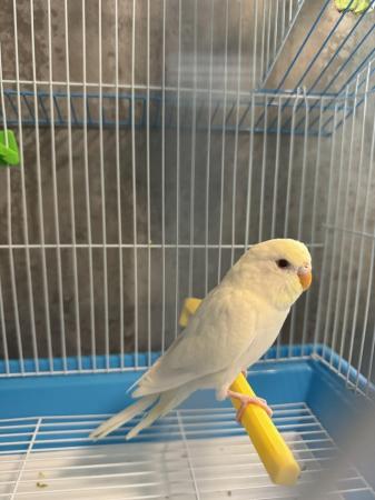 Image 5 of Young albino budgie with cage