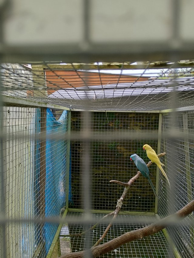 Preview of the first image of Adult ringneck parakeets.
