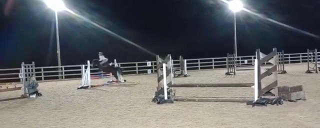 Image 14 of 12.2 section C gelding - super fun, INC tack and wardrobe