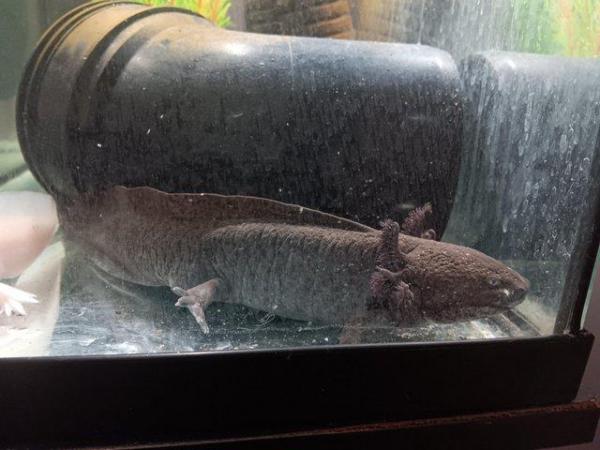 Image 5 of Male wild axolotl for sale 2 years old had to separate