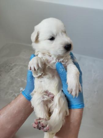 Image 10 of KC White Swiss Shepherds *Available May* *Reduced*