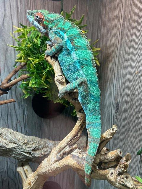 Preview of the first image of Panther Chameleons at Birmingham Reptiles.