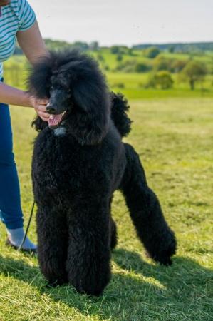 Image 10 of Standard Poodle Puppies ready now