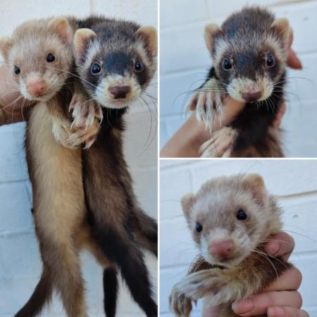 Image 5 of Rescue ferrets for adoption