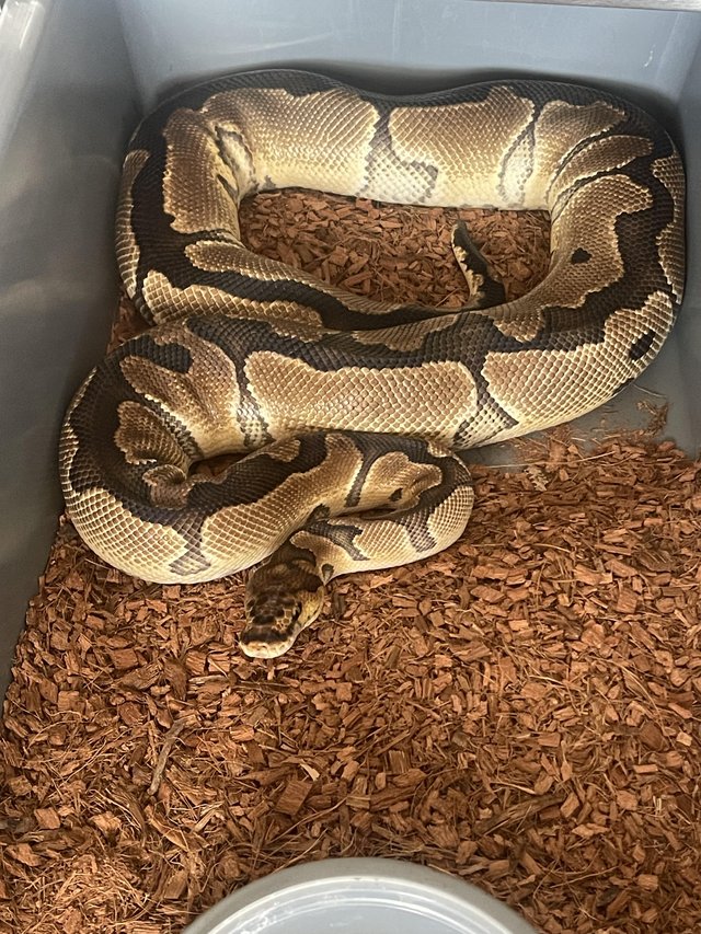 Preview of the first image of Adult clown female ball python.
