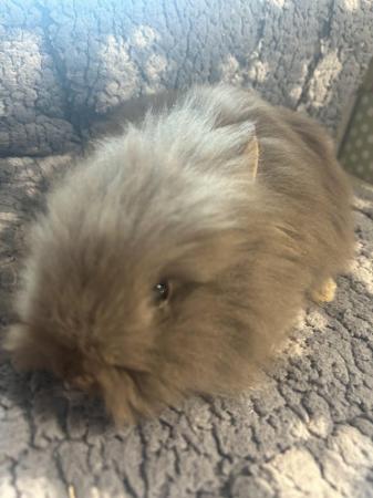Image 19 of Lovely baby lionheads, males and females