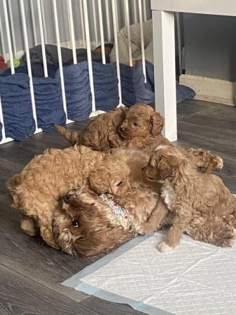 Image 7 of 5 beautiful cavapoos F1B pups