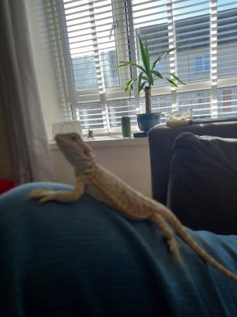 Image 4 of Bearded dragon 11 months old