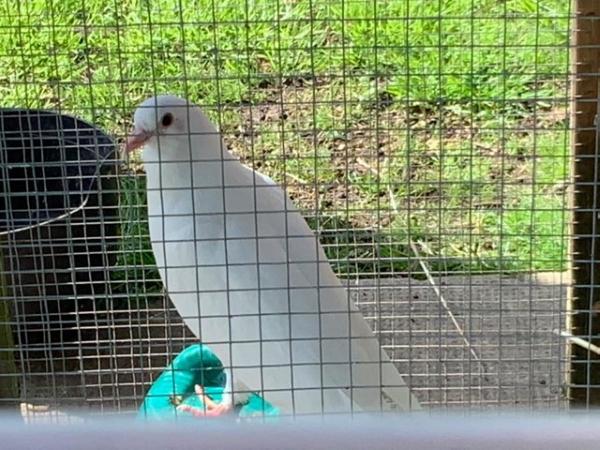 Image 4 of White doves young and beautiful